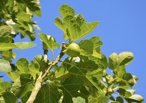Green figs are harvested in November.